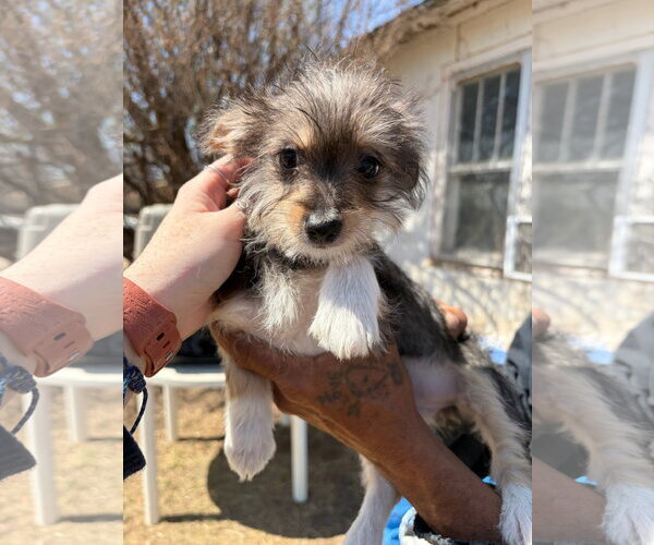 Medium Photo #1 Dachshund-Unknown Mix Puppy For Sale in Grafton, WI, USA