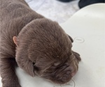 Puppy Puppy 4 Labrador Retriever