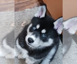 Siberian Husky Puppy for sale in PORTLAND, OR, USA