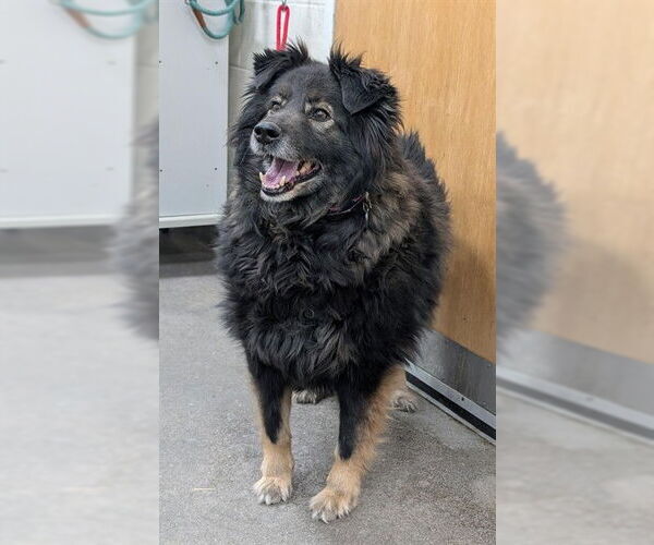 Medium Photo #1 German Shepherd Dog-Unknown Mix Puppy For Sale in Forestville, MD, USA