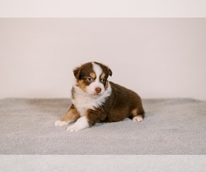 Australian Shepherd Puppy for sale in LA RUE, OH, USA