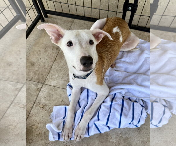 Medium Photo #2 Greyhound Puppy For Sale in Boca Raton, FL, USA