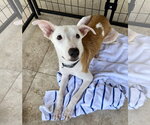 Small #1 Greyhound