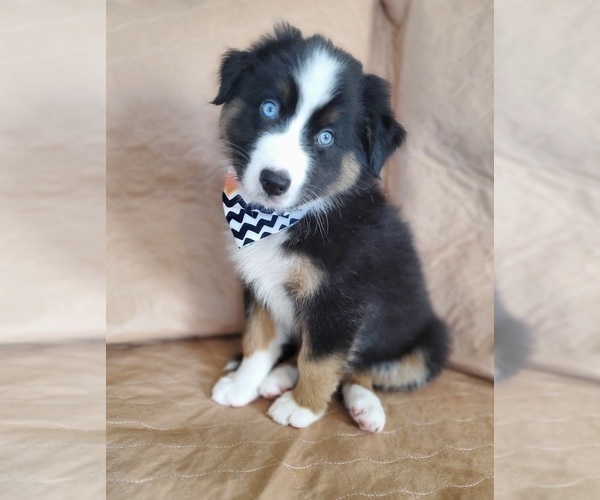 Medium Photo #1 Australian Shepherd Puppy For Sale in PHOENIX, AZ, USA