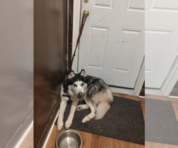 Medium Photo #3 Siberian Husky-Unknown Mix Puppy For Sale in Rockaway, NJ, USA