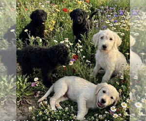 Tourmaline - Female Labrador Retriever-Unknown Mix Dog for Adoption - Photo #2
