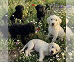 Small Photo #2 Labrador Retriever-Unknown Mix Puppy For Sale in The Woodlands, TX, USA