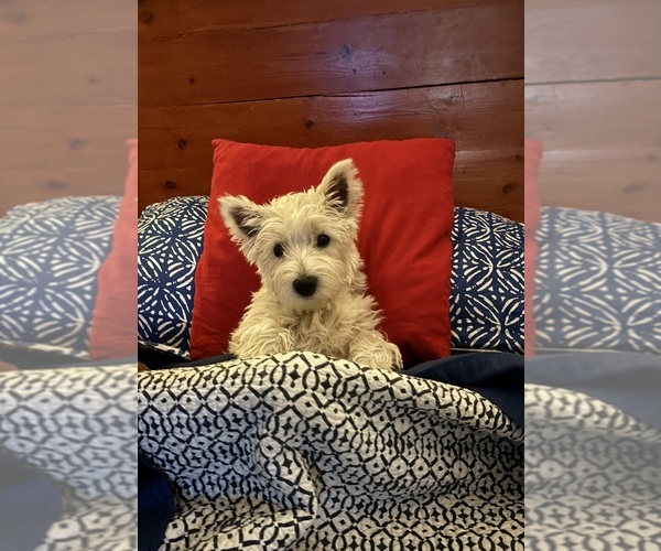 Medium Photo #5 West Highland White Terrier Puppy For Sale in PHOENIX, AZ, USA