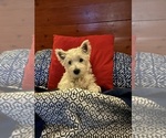 Small #4 West Highland White Terrier