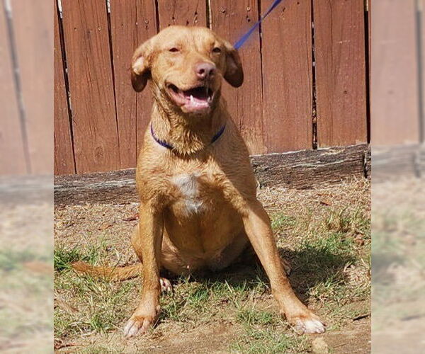 Medium Photo #2 Labrador Retriever-Unknown Mix Puppy For Sale in Wetumpka, AL, USA