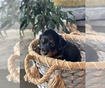 Small #4 Dachshund