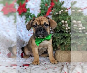 Beabull-French Bulldog Mix Puppy for sale in PEACH BOTTOM, PA, USA