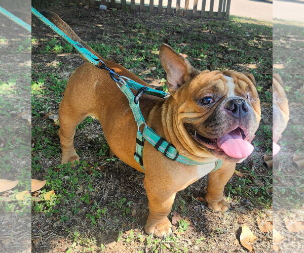 Medium Photo #2 Bulldog-Unknown Mix Puppy For Sale in Euless, TX, USA