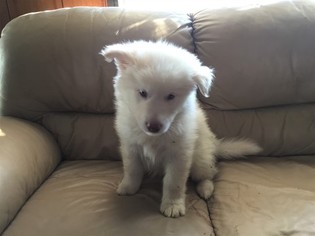 Alaskan Malamute Puppy for sale in BARTO, PA, USA