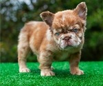 Small French Bulldog