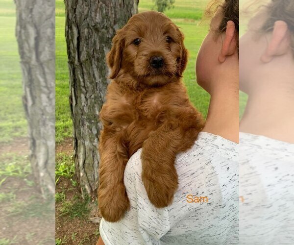 Medium Photo #1 Goldendoodle (Miniature) Puppy For Sale in GRIDLEY, KS, USA