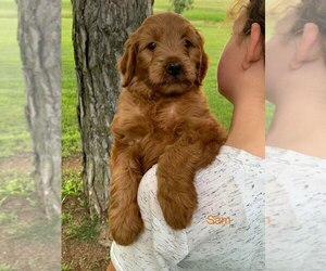 Goldendoodle (Miniature) Puppy for Sale in GRIDLEY, Kansas USA