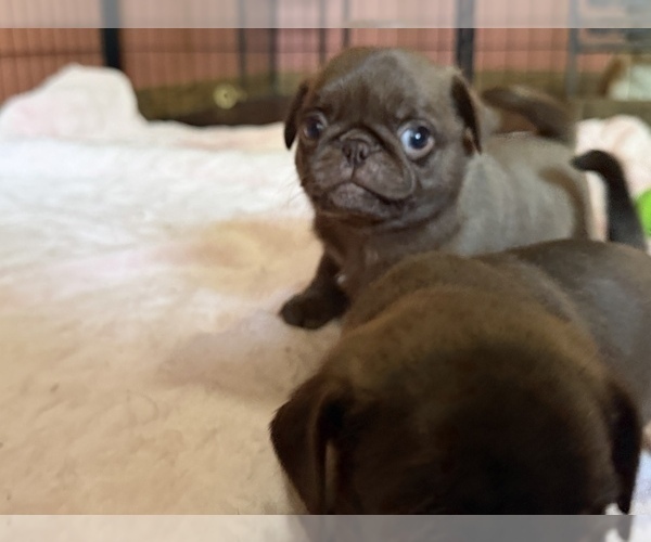 Medium Photo #1 Pug Puppy For Sale in BLOOMINGTON, IL, USA