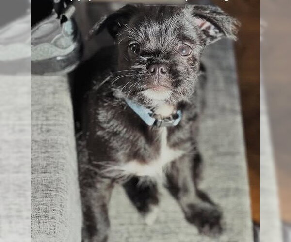 Medium Photo #4 Pug-A-Poo Puppy For Sale in Tenafly, NJ, USA