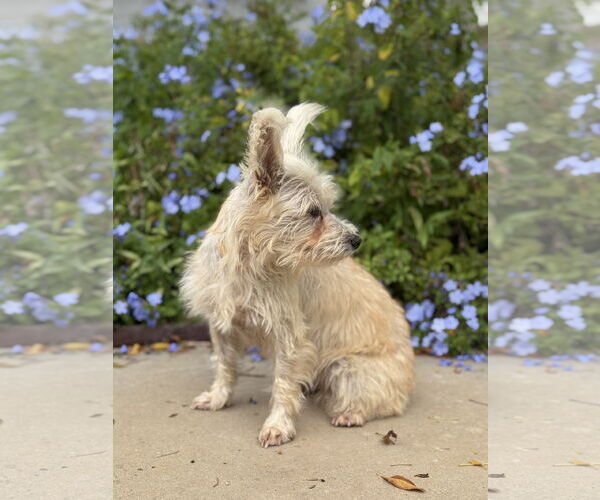 Medium Photo #4 Mutt Puppy For Sale in PIPE CREEK, TX, USA