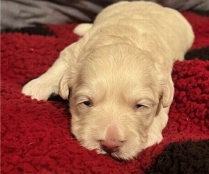 Goldendoodle (Miniature) Puppy for sale in MELROSE, IA, USA