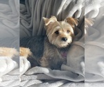 Small Photo #1 Yorkshire Terrier Puppy For Sale in FONTANA, CA, USA