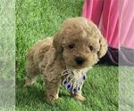 Small #15 Poodle (Toy)