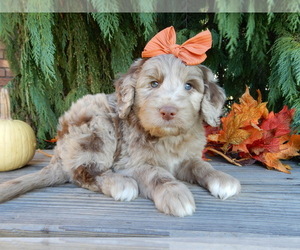 Labradoodle Puppy for sale in MILLERSBURG, OH, USA
