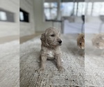 Puppy Simon Goldendoodle (Miniature)