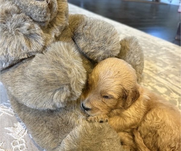 Medium Photo #2 Goldendoodle Puppy For Sale in PHOENIX, AZ, USA