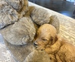 Small #1 Goldendoodle