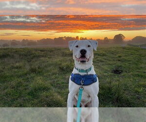 DEAN - Male Argentinian Mastiff-Unknown Mix Dog for Adoption - Photo #2