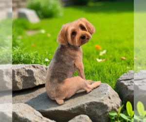 Mutt Dogs for adoption in Allentown,, PA, USA