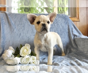 Medium French Bulldog