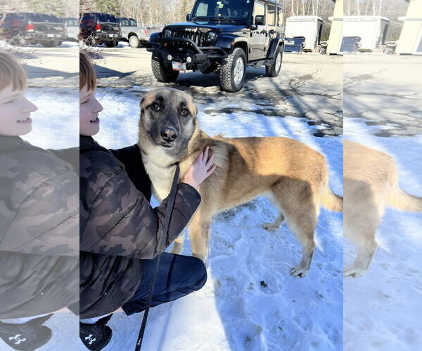 Medium Photo #6 Mutt Puppy For Sale in Sebec, ME, USA
