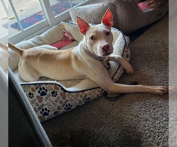 Medium Photo #2 American Pit Bull Terrier Puppy For Sale in Louisville, KY, USA