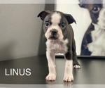 Puppy LINUS Boston Terrier