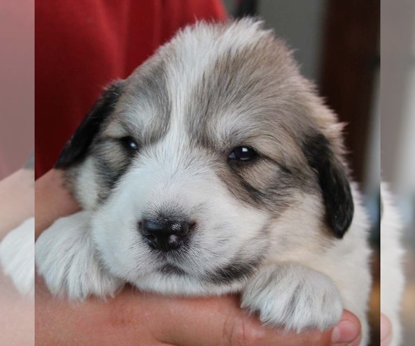 Medium Photo #1 Great Pyrenees Puppy For Sale in SUFFOLK, VA, USA