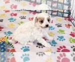 Small #3 Cavapoo (Miniature)-Poodle (Toy) Mix