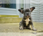 Small Photo #3 French Bulldog Puppy For Sale in CLINTON, MD, USA