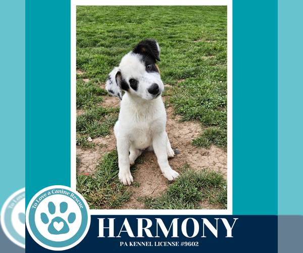 Medium Photo #1 Mutt Puppy For Sale in Kimberton, PA, USA