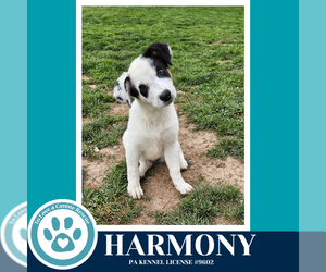 Mutt Dogs for adoption in Kimberton, PA, USA