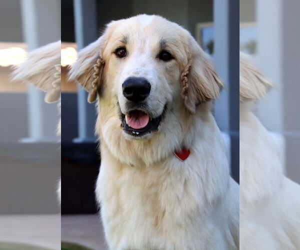 Medium Photo #2 Golden Pyrenees Puppy For Sale in Glendale , AZ, USA