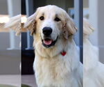 Small #1 Golden Pyrenees