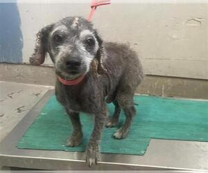 Poodle (Miniature) Dogs for adoption in Camarillo, CA, USA
