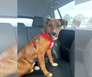 Australian Shepherd-Unknown Mix Dogs for adoption in Valrico, FL, USA
