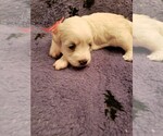 Small Photo #2 Coton de Tulear Puppy For Sale in DEATSVILLE, AL, USA