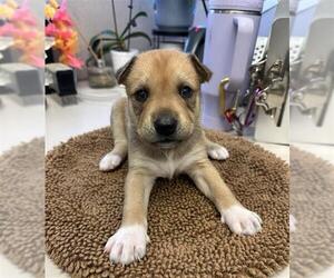 Rottweiler-Siberian Husky Mix Dogs for adoption in Stockton, CA, USA