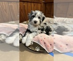 Small Photo #1 Bernedoodle-Sheepadoodle Mix Puppy For Sale in WOODSIDE, NY, USA