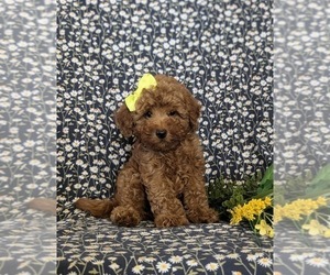 Goldendoodle (Miniature) Puppy for sale in KIRKWOOD, PA, USA